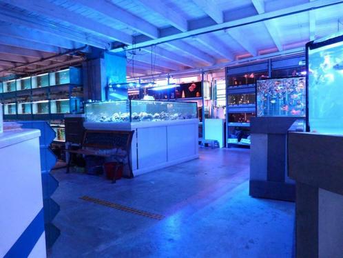 Grootste in de regio Discus & Tropische vis & vijvervissen, Dieren en Toebehoren, Vissen | Aquariumvissen, Zoetwatervis, Vis