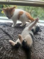 Kittens 12 mei, Dieren en Toebehoren, Katten en Kittens | Overige Katten, Meerdere dieren, 0 tot 2 jaar