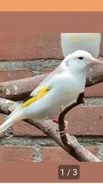 Putter pop 2024, Dieren en Toebehoren, Vogels | Overige Vogels, Vrouwelijk, Wildzangvogel