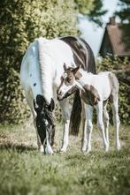 Paint horse merrie veulen, Dieren en Toebehoren, Paarden, Merrie, Minder dan 160 cm, Gechipt, 0 tot 2 jaar