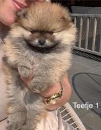 Nederlandse Raszuivere Pomeriaan/Pom/Pomeranian pups, Dieren en Toebehoren, 8 tot 15 weken, Teef, Meerdere, Nederland