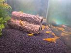 Gele Sakura/Citroen Garnalen HG, Dieren en Toebehoren, Vissen | Aquariumvissen, Kreeft, Krab of Garnaal