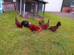 Friese roodpel kippen, Dieren en Toebehoren, Pluimvee, Meerdere dieren, Kip