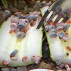 Roze en blauwe posthoorn slakjes te koop, Dieren en Toebehoren, Vissen | Aquariumvissen, Slak of Weekdier