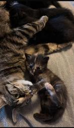 Sociale kittens, Dieren en Toebehoren, Katten en Kittens | Overige Katten, Kater, Kortharig, 0 tot 2 jaar