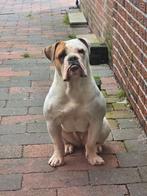 Old english bulldog teef, Dieren en Toebehoren, Honden | Bulldogs, Pinschers en Molossers, 1 tot 2 jaar, Teef, Bulldog, Eén hond