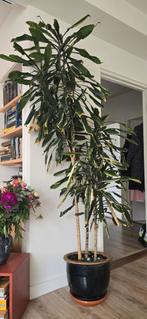 gewoon een plant, Huis en Inrichting, Kamerplanten, Ophalen, Overige soorten, Halfschaduw, In pot