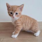 Mooi rood katertje op zoek naar een mooi nieuw huisje, Dieren en Toebehoren, Katten en Kittens | Overige Katten, Kater, Kortharig