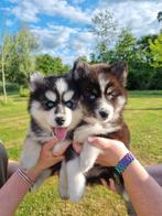 2x F3 Pomsky pups met blauwe ogen – direct beschikbaar!, Dieren en Toebehoren, Honden | Chihuahua's en Gezelschapshonden, Overige rassen