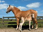 Haflinger merrie met merrie veulen, Dieren en Toebehoren, Paarden, Merrie, Minder dan 160 cm, Gechipt, 3 tot 6 jaar