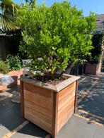 Meerstammige Citrus / sinaasappel boom in hardhouten bak op, Tuin en Terras, Ophalen, In pot, Overige soorten, 100 tot 250 cm