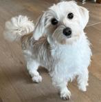LAATSTE Lieve Schattige Maltezer x Havanezer Teefje, Dieren en Toebehoren, Honden | Chihuahua's en Gezelschapshonden, Maltezer