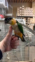 Caique papegaaien babys, Dieren en Toebehoren, Vogels | Parkieten en Papegaaien, Meerdere dieren, Papegaai, Geringd