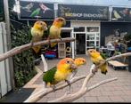 Süper tamme Caique roestkop & zwartkop, Dieren en Toebehoren, Vogels | Parkieten en Papegaaien, Meerdere dieren, Papegaai, Geringd
