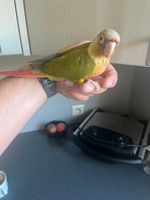 Jonge handtamme pyrrhura’s, Dieren en Toebehoren, Vogels | Parkieten en Papegaaien, Parkiet, Geslacht onbekend, Tam, Geringd