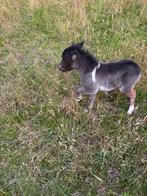 Shetlander minipaardje en veulen, jaarling, bonte mini pony, Dieren en Toebehoren, Pony's, 0 tot 2 jaar, A pony (tot 1.17m), Meerdere dieren