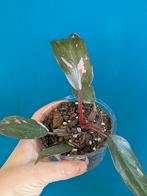 Philodendron Pink Princess plantjes, Huis en Inrichting, Kamerplanten, Ophalen of Verzenden, Overige soorten, Minder dan 100 cm