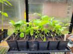 Aubergine, Courgette, Tomaat, Zonnebloem plantjes, Tuin en Terras, Ophalen, Volle zon, Groenteplanten, Eenjarig