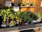 Tomaten planten , aubergine planten, Tuin en Terras, Ophalen, Nieuw