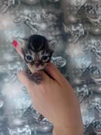 Kittens, Dieren en Toebehoren, Katten en Kittens | Overige Katten