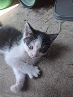 Kittens, Dieren en Toebehoren