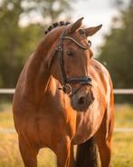 Prachtige leermerrie met goudenhart, Dieren en Toebehoren, Paarden, Merrie, Z, Dressuurpaard, 11 jaar of ouder