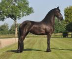 3 jarige drachtige friese merrie v.Auwert, Dieren en Toebehoren, Merrie, Gechipt, Dressuurpaard, 3 tot 6 jaar