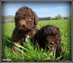 Boompoo pups. 1 TEEFJE Wegens annullering, Dieren en Toebehoren, Honden | Chihuahua's en Gezelschapshonden, Nederland, Overige rassen