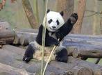 12 Ouwehands dierenpark e-tickets te koop - snel binnen!🐼🐼, Tickets en Kaartjes, Drie personen of meer