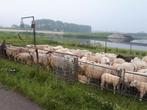 Schapen Scheren., Dieren en Toebehoren, Meerdere dieren, Schaap