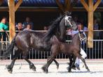 Friese Merrie 7 jaar oud Volledig beleerd Doutzen vd B, Dieren en Toebehoren, Merrie, Met stamboom, B, 7 tot 10 jaar
