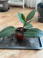 Ficus Elastica, Huis en Inrichting, Kamerplanten, Ophalen, Ficus, Minder dan 100 cm