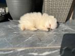 Pomeranian puppy's, Dieren en Toebehoren, België, Particulier, 8 tot 15 weken, Meerdere