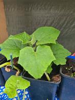 *  Moestuin Planten KOMKOMMER AUBERGIN TOMAAT COURGET BIBER, Tuin en Terras, Volle zon, Groenteplanten, Eenjarig, Ophalen of Verzenden