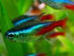 Neon Tetra - Neontetra bij Koidreams in Valburg, Dieren en Toebehoren, Vissen | Aquariumvissen, Vis, Zoetwatervis