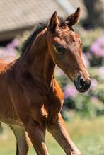 Dressuurveulen, Dieren en Toebehoren, Paarden, Merrie, Met stamboom, Minder dan 160 cm, Niet van toepassing