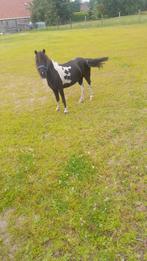 minipaard, Dieren en Toebehoren, Merrie, Recreatiepony, 0 tot 2 jaar