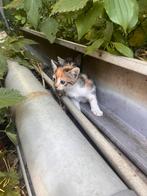 Boerderij kittens, Dieren en Toebehoren