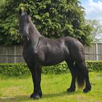 Friese merrie 3 jaar  Jouwe 485 x Omer 493 x Haitse 425, Dieren en Toebehoren, Merrie, 3 tot 6 jaar