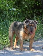 Old/new english bulldog dekreu, Dieren en Toebehoren, Honden | Bulldogs, Pinschers en Molossers, België, Particulier, Rabiës (hondsdolheid)