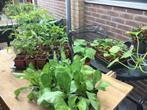 Tomaten, tomatenplant, aubergines en radicchio moestuin, Tuin en Terras, Ophalen, Volle zon, Groenteplanten, Eenjarig