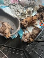 Unieke kleine -mix pups, Dieren en Toebehoren, CDV (hondenziekte), 8 tot 15 weken, Meerdere, Meerdere dieren