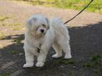 NIKKI, PRACHTIG JONG, TEEFJE, TYPE BOOMER, Dieren en Toebehoren, Honden | Niet-rashonden, Rabiës (hondsdolheid), 1 tot 2 jaar