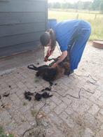 Beginnende schapenscheerder voor kleine schapenrassen, Dieren en Toebehoren