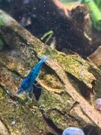 Jonge Blauwe Neocaridina Garnalen, Dieren en Toebehoren, Vissen | Aquariumvissen, Kreeft, Krab of Garnaal, Zoetwatervis, Schoolvis