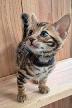 3 bengaal kittens volbloed, Kater, Gechipt, 0 tot 2 jaar