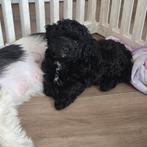 Nog 1 pup,😃,gezond,foto 1/2/3/4is er nog🥰, Dieren en Toebehoren, Honden | Chihuahua's en Gezelschapshonden, Overige rassen, 8 tot 15 weken