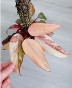 Philodendron Strawberry Shake, Huis en Inrichting, Kamerplanten, Ophalen of Verzenden, Overige soorten, Minder dan 100 cm