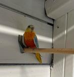 Turquosine parkiet roodbuik opaline dilute pop, Dieren en Toebehoren, Vogels | Parkieten en Papegaaien, Vrouwelijk, Parkiet, Geringd