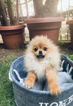 MINI POMERANIAN PUPS POMERIAAN Mini Bearface, Dieren en Toebehoren, 15 weken tot 1 jaar, Meerdere, Meerdere dieren, Nederland